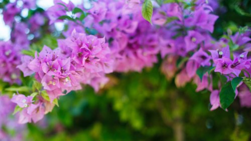 These are the best climbers to grow in pots to transform your garden space