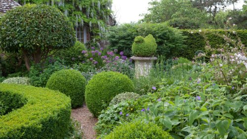 Best evergreen shrubs – 10 perennial shrubs for backyard interest