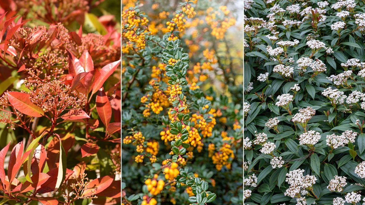 Best landscaping shrubs – 10 varieties to add instant impact and interest to your yard