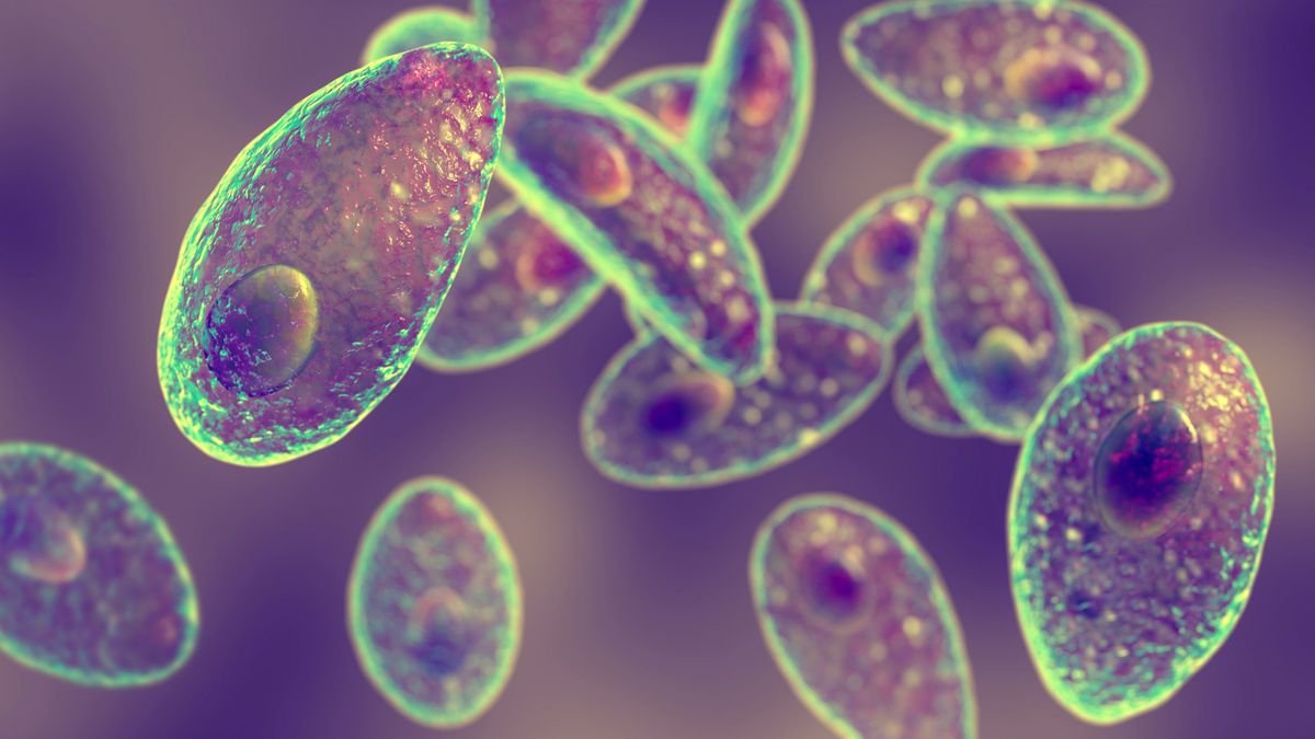 One in three people are infected with Toxoplasma parasite — and the clue could be in our eyes