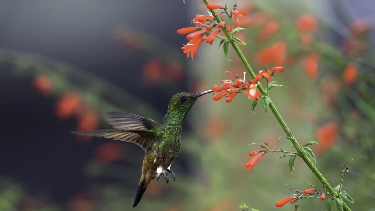 5 native spring flowers to attract hummingbirds, butterflies and bees