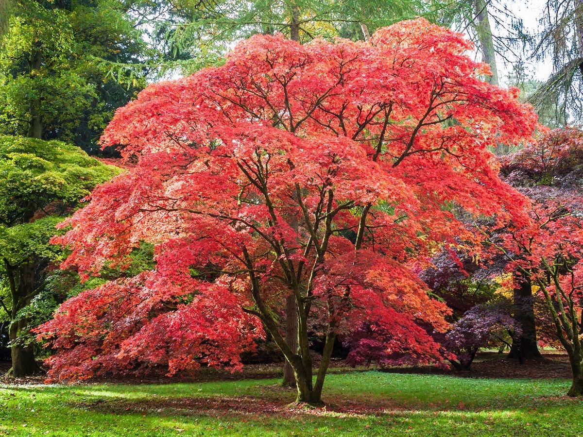 10 Trees That Will Add Value To Your Home