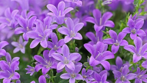 Campanula varieties: 15 top choices for beautiful bell-shaped blooms