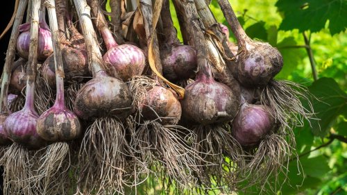 Best companion plants for garlic: herbs, flowers and veg to grow next to garlic