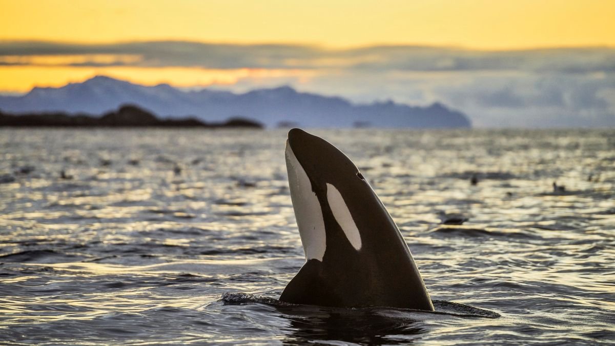 Orcas are attacking boats near Europe. It might be a fad.