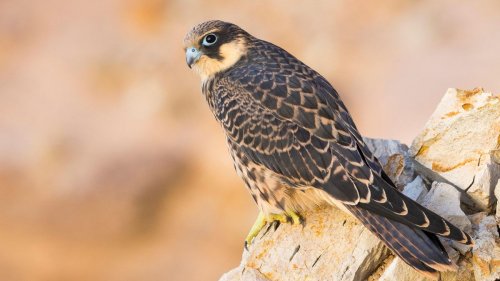 Eleonora's falcon: The raptor that imprisons birds live by stripping their feathers and stuffing them in rocks