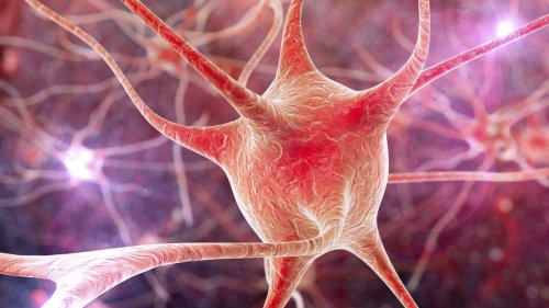 Scientists just discovered long-sought-after 'grandmother neurons'