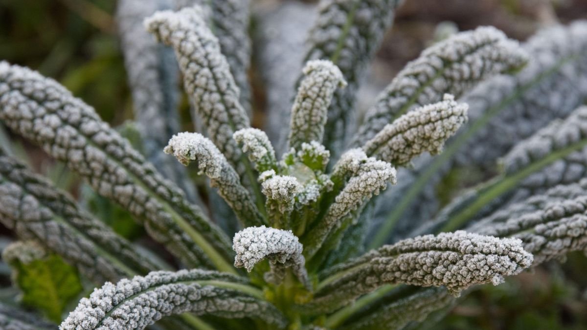 How to protect vegetables from frost – 6 recommended ways to safeguard crops