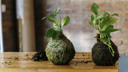 How to make kokedama – in 3 simple steps
