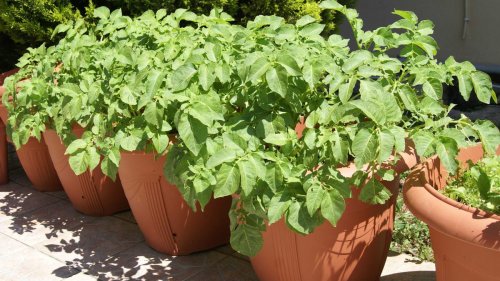 Growing potatoes in containers: top tips for these staple crops