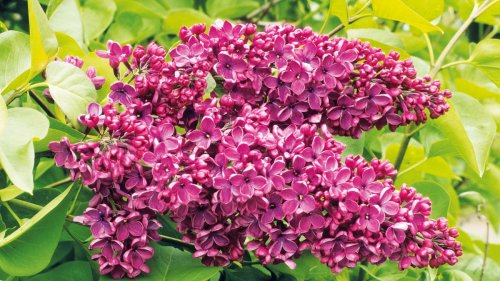 Lilac care and growing guide: expert tips for these flowering shrubs