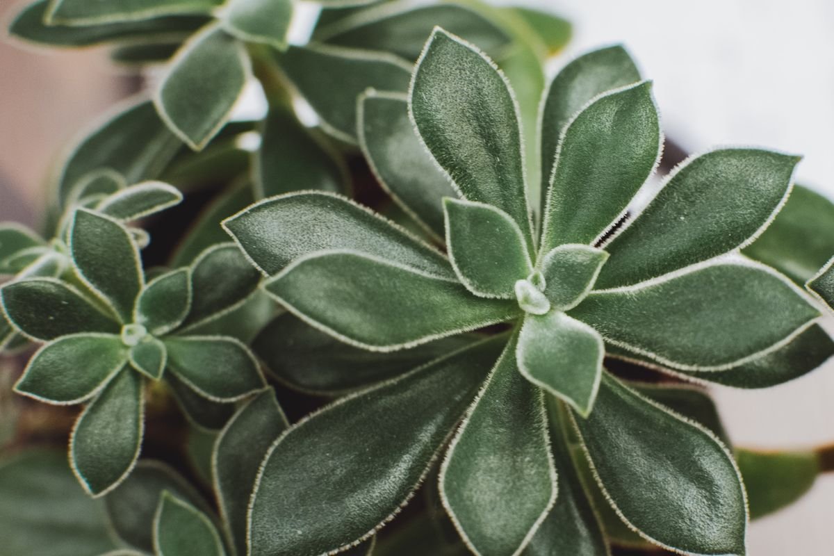 Hilton Carter reveals the one thing you must do to keep house plants alive in winter