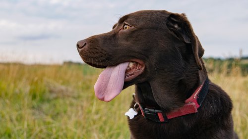 Dog trainer debunks five myths every owner needs to know about using shock collars to better behavior