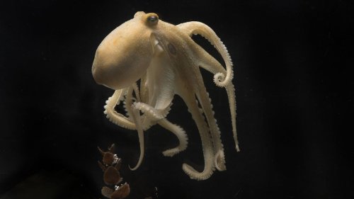 Octopuses torture and eat themselves after mating. Science finally knows why.