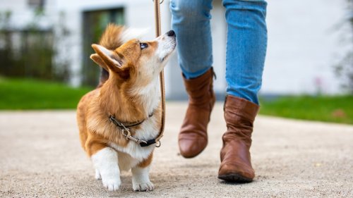 Three tips that will help your dog master loose leash walking - and number one is a game changer!