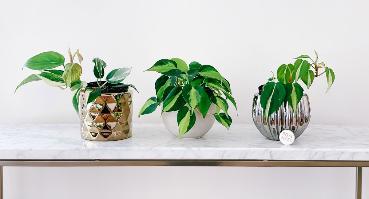5 plants that will instantly spruce up indoor and micro gardens
