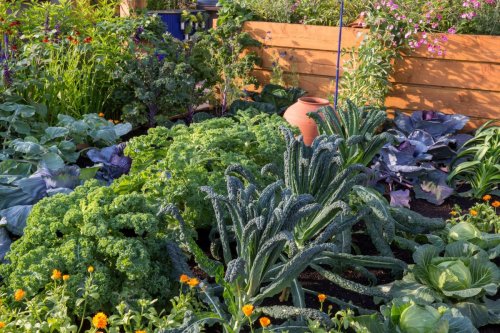 This centuries-old planting trick is having a resurgence – and experts claim it will help you grow better garden vegetables