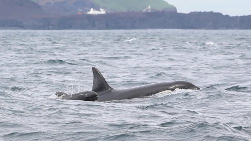 Living lunch box? Iceland orcas are unexpectedly swimming with baby pilot whales, but it's unclear why.