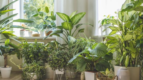 Best fast-growing indoor plants – 7 plants to fill your home with foliage