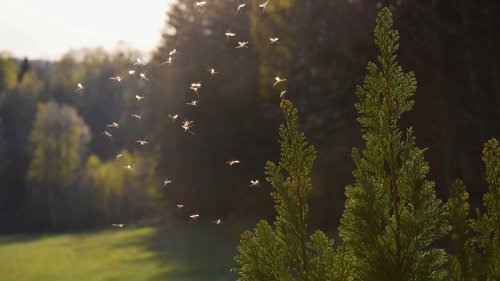How to get rid of mosquitoes in your yard: 5 easy ways to deter these pests