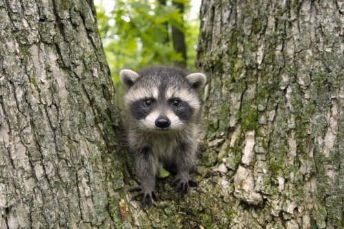 How to get rid of raccoons – safe, humane methods experts use, plus smells they hate