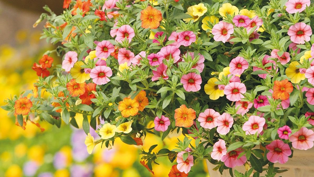 Best plants for hanging baskets – 17 stunning ideas