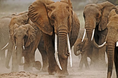 Elephants give each other names — the 1st non-human animals to do so, study claims