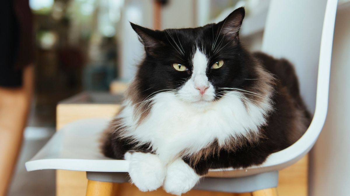 Tuxedo cats: 10 fun facts you need to know