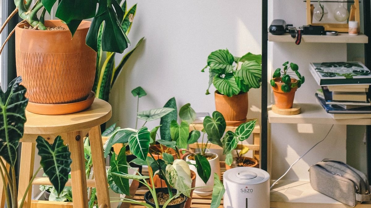 The 10 house plants that will sell your home faster, according to experts