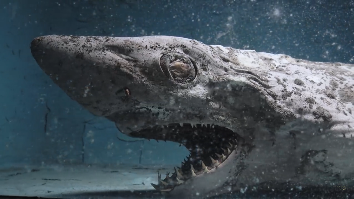 Haunting images of 'zombie' shark and other decaying aquarium animals revealed in eerie footage