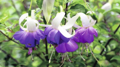 5 hardy plants to include in your borders, pots and hanging baskets