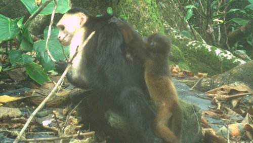 Animals: Capuchins have started abducting newborn howler monkeys 