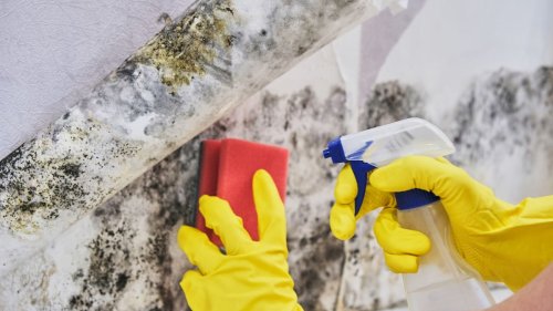 How to get rid of mold and stop it from coming back