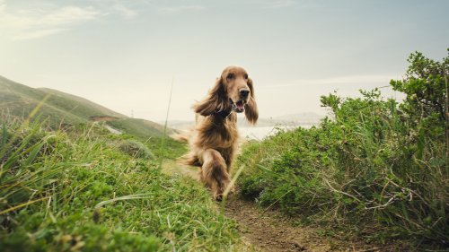Trainer shares how to help your dog focus outside and it's great for handling reactivity