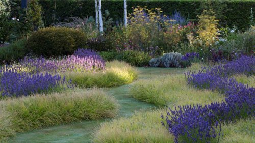 How to grow lavender – in flower borders and dry gardens