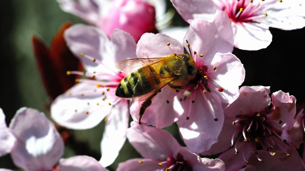 British bees are in decline, here's how to help them