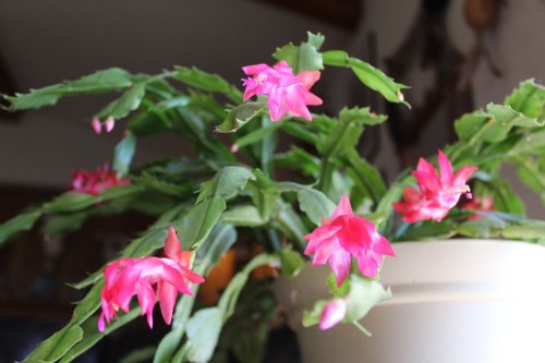 How to Stop the Leaves Turning Red on Your Christmas Cactus - 'It's a Sign of Stress,' Houseplant Experts Say