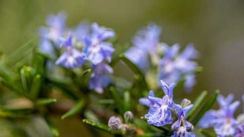 Can you revive woody rosemary plants? Expert pruning advice from a professional gardener to save old, leggy herbs