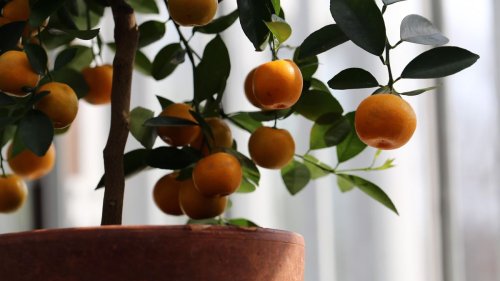 10 fruit trees you can grow indoors for fantastic fruit and fragrance in the home