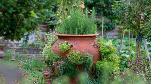 Growing herbs at home
