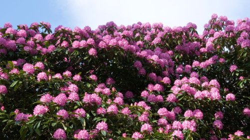 5 of the best flowering bushes for privacy that will block out nosy neighbors and also break out in beautiful blooms