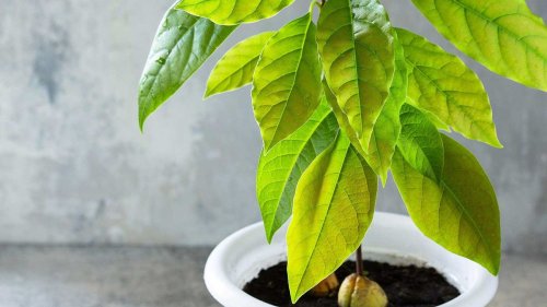 How to grow avocados at home