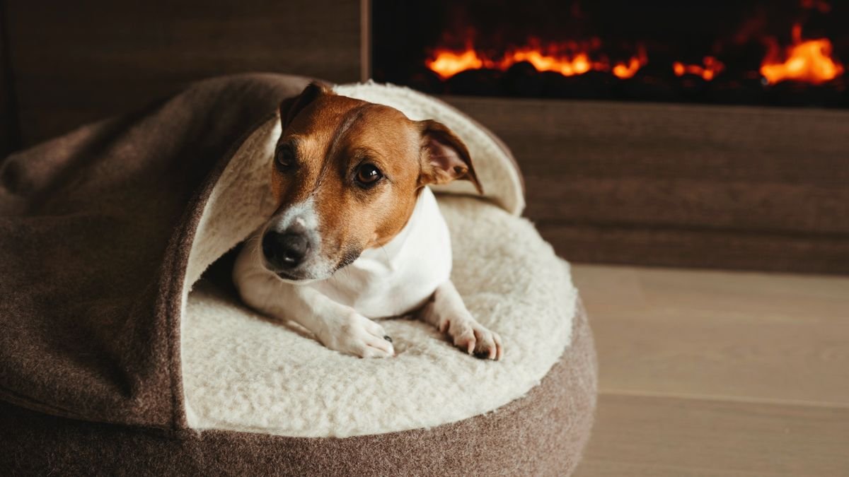Why do dogs scratch their bed?