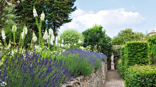 I have grown lavender in Tuscany, and can vouch for this 1 simple soil tweak that will help your homegrown herbs grow bigger and better blooms