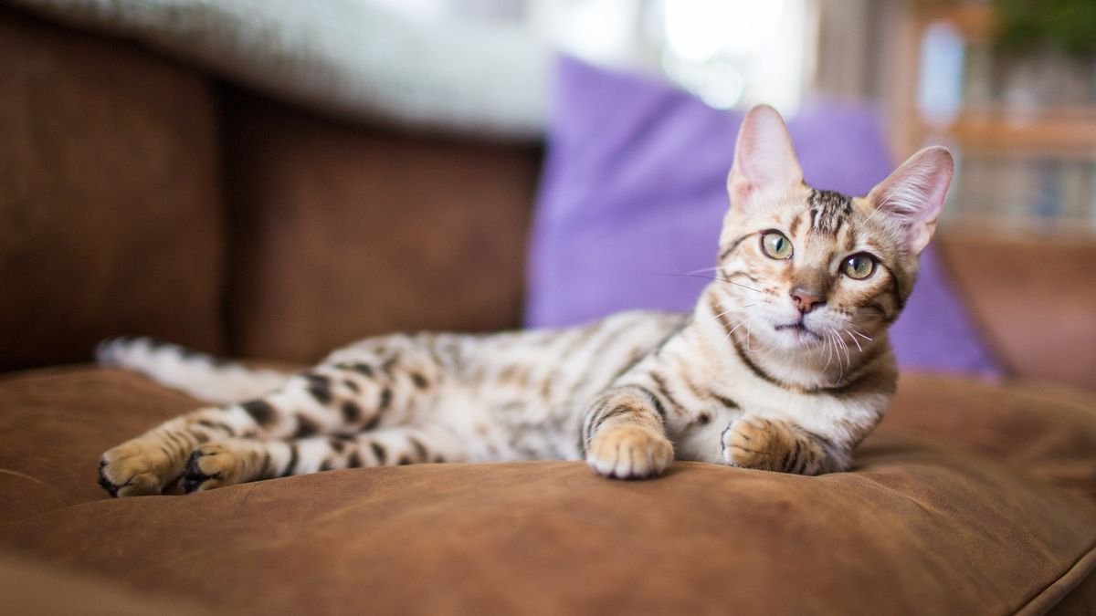 Facts about Bengal cats