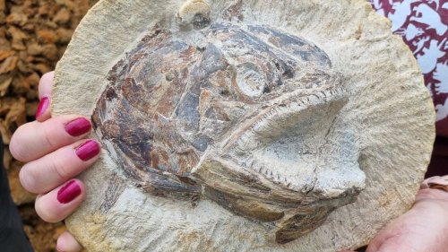 'Never seen anything like it': Impeccably preserved Jurassic fish fossils found on UK farm