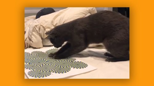 Anyway, here's a video of a cat reacting to an optical illusion