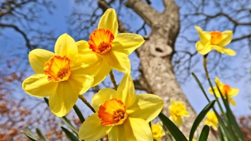 How to deadhead daffodils – plus when and why to do it