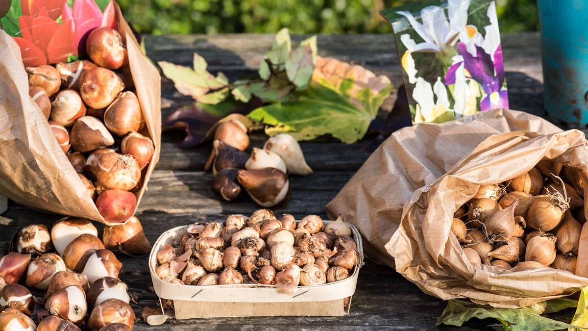 5 flowering bulbs to plant in October – and the one type you can plant even later in the year