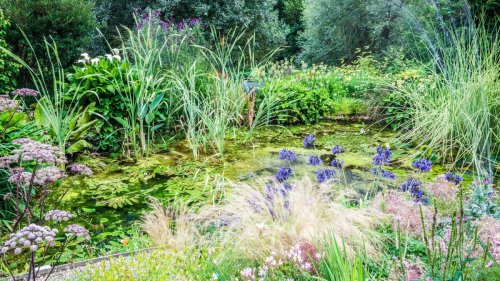 Best pond plants – 10 to grow in a garden water feature